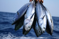 Fishery.jpg